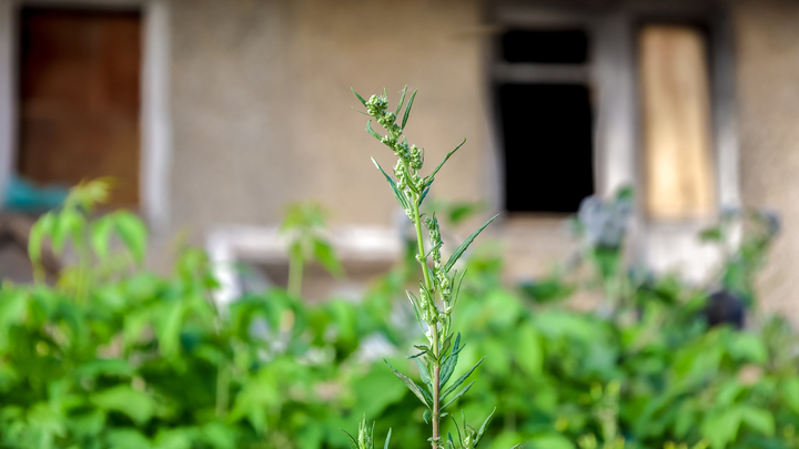В Петербурге начали восстанавливать повреждённый дроном дом. Все работы - за счёт города