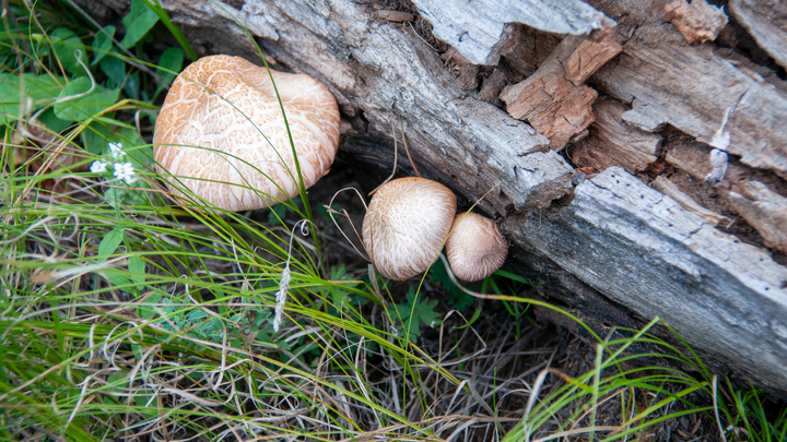 Ученые из Швейцарии сделали светящуюся древесину из грибов