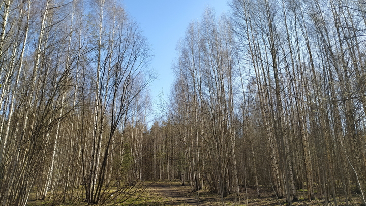 В Нижегородской области от укуса клещей пострадали 1730 человек