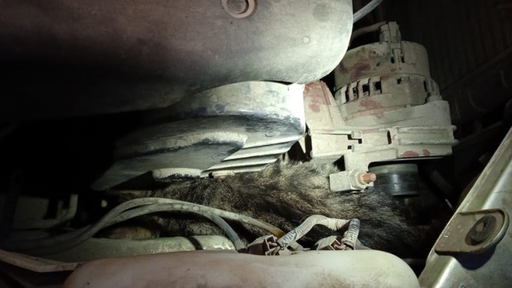 В Подмосковье спасатели вытащили котенка из моторного отсека «Калины»