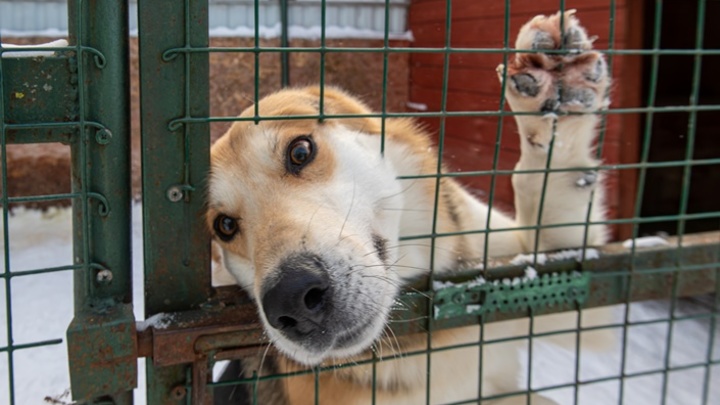 В Чите по решению суда закрыли приют для бездомных животных “Рыжая моська”