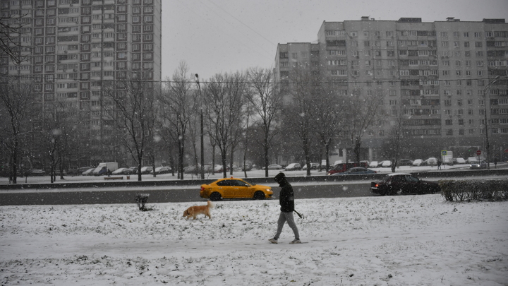 В Зауралье мигрант полчаса избивал чужую собаку. Ее пришлось усыпить