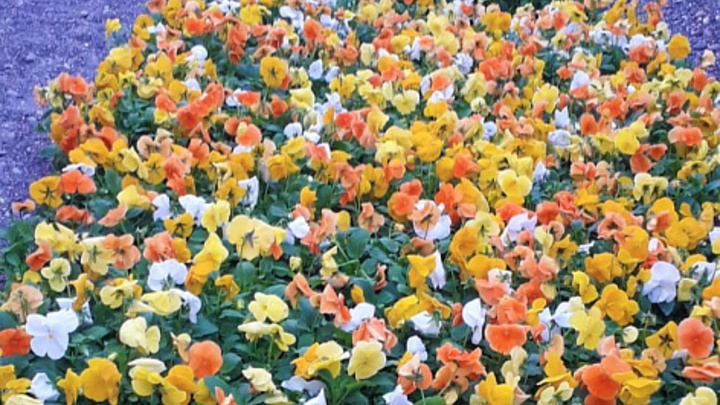 На сочинских клумбах высадят устойчивые к холодам цветы