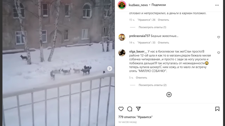 Жителей кузбасского города Анжеро-Судженск терроризирует огромная стая бездомных собак