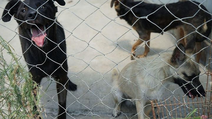 Кубанские приюты получат скидки на стерилизацию бездомных животных