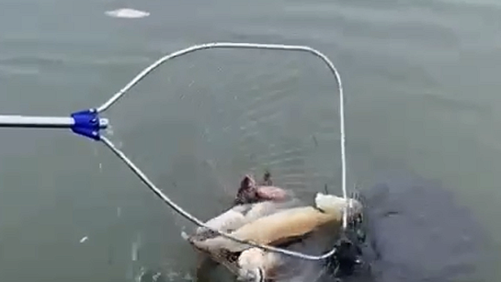 Судаки кг по 3, мешков 10: на дне лимана под Темрюком огромное количество мёртвой рыбы