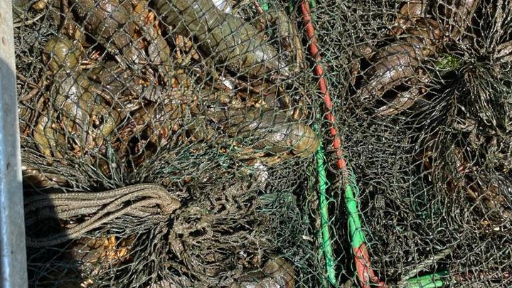 В Самарской области незаконно было выловлено 1400 раков
