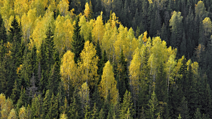 Россия послала Европу лесом. Запад не ожидал такого ответа на требования