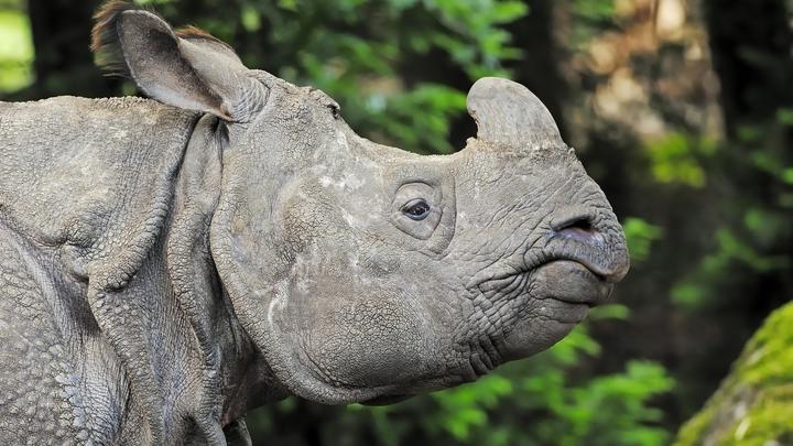 В Индии 42 года собирали рога носорогов, чтобы сжечь в один день