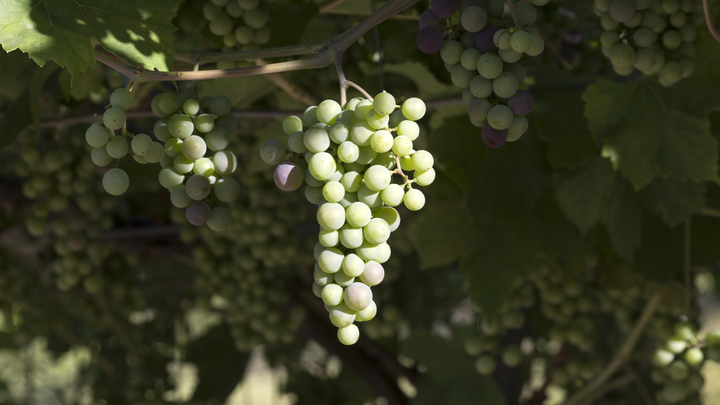 В Краснодарском крае на поддержку виноделия до 2024 года выделили 2 млрд рублей