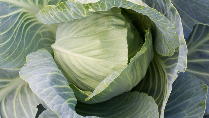 Как разобрать капусту на голубцы за пять минут без варки? Кулинар раскрыл секрет