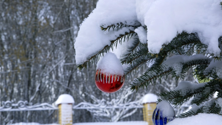 Москвичи могут сдать новогодние ёлки на переработку до 3 марта