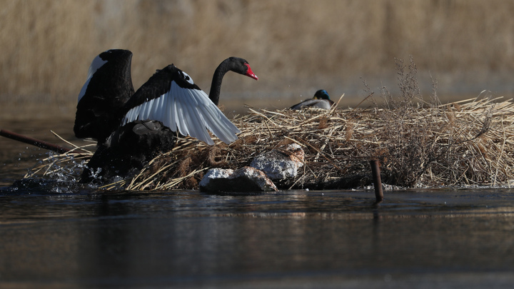 В Китае произошла новая вспышка птичьего гриппа