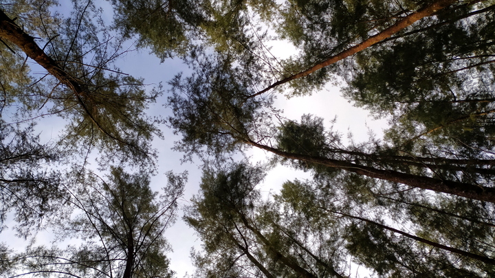 В новых регионах России проведут инвентаризацию лесов