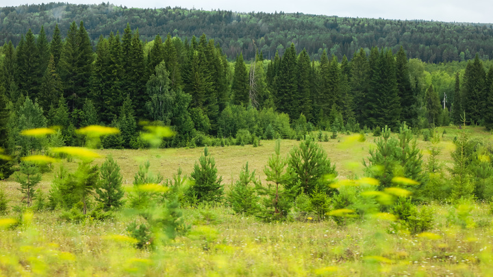 Мирные жители случайно нашли массовые захоронения с украинской символикой