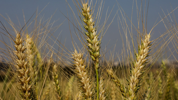 Зерновая сделка: Россия заключила крупнейшее соглашение на 12 лет, и Киеву оно не понравится