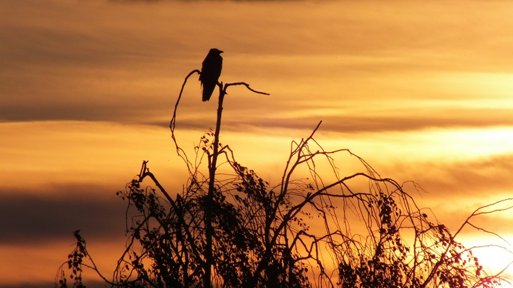 Народные приметы на Мартына Лисогона 27 апреля: охота на лисиц и кормёжка воронов