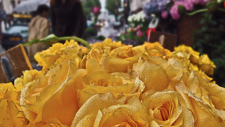 Тюремно-букетный период: В Краснодаре мужчина украл букет из 60 роз и… подарил случайной прохожей