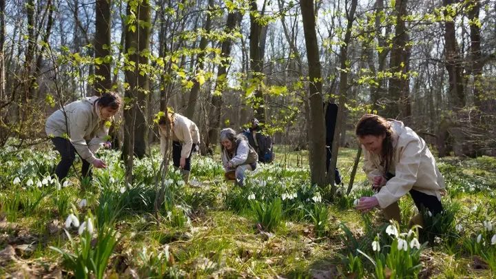 Сорвал подснежник – получи штраф: О чём надо узнать перед прогулкой в весенний лес