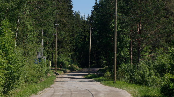 Опасный сезон: Петербуржцам запретили прогулки по лесу