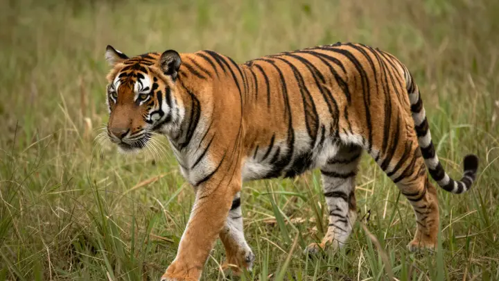 В Индии нашли останки женщины, съеденной неизвестным хищником