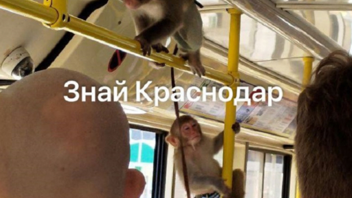 В одном из краснодарских трамваях обезьяны устроили настоящий переполох