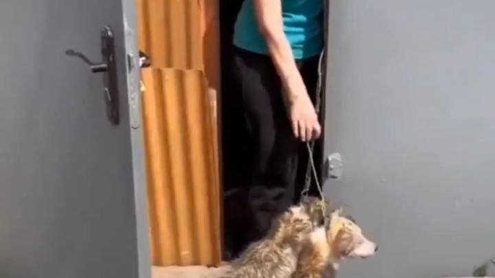 Жительница Краснодара держит в гараже порядка 10 истощённых собак