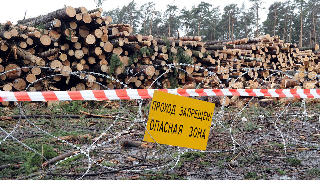 Охрана леса от вырубки. Незаконная вырубка леса. Защита лесов от вырубки. Запрет на вырубку тропических лесов. Охрана лесов от незаконной рубки.