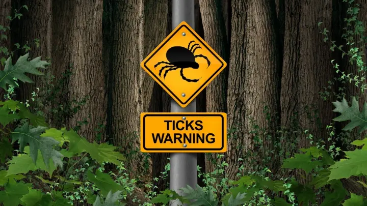 Сезон охоты открыт: биолог назвал места, где клещи подстерегают дачников