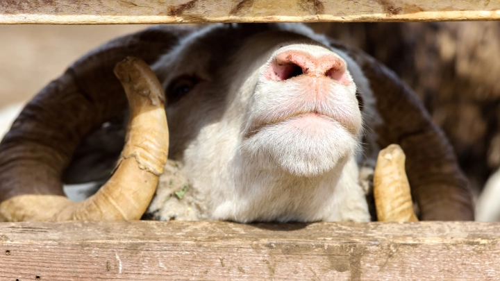 На агрессивного барана жаловались соседи: 85-летнюю пенсионерку погубило разъярённое животное