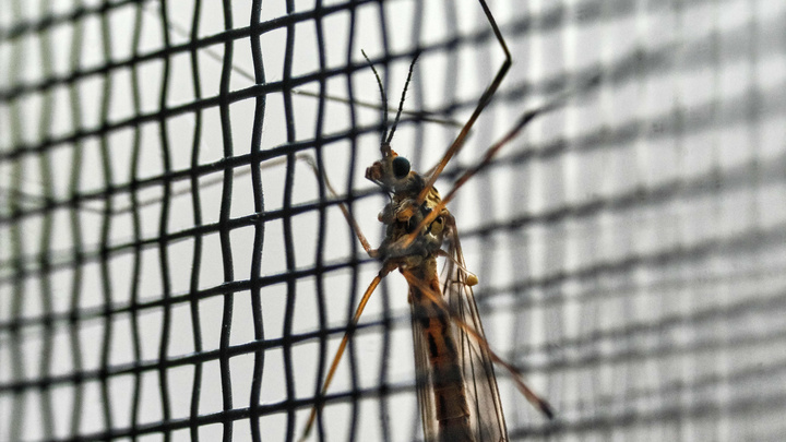 Чувствуют за десятки метров: Врач рассказала, кого чаще всего кусают комары