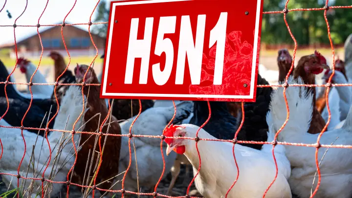 В ЕС заявили о росте риска пандемии нового птичьего гриппа среди людей