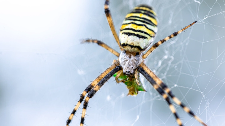 Один укус, и сразу шок. Учёные бьют тревогу. Россию захватывают жуткие пришельцы с юга