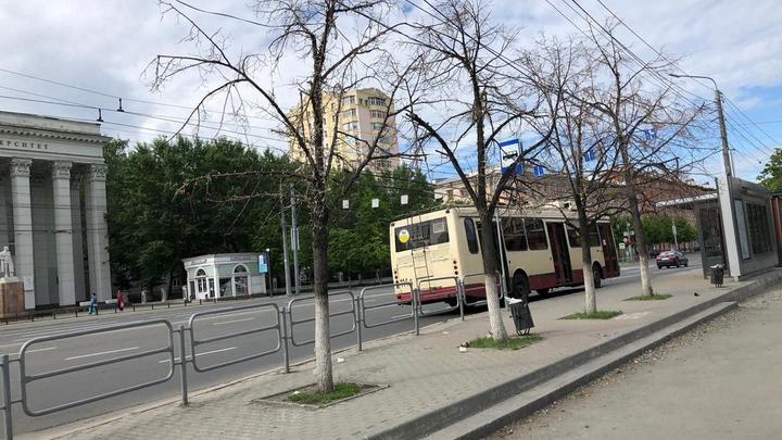 Челябинский биолог считает, что липы на проспекте Ленина могли срубить зря
