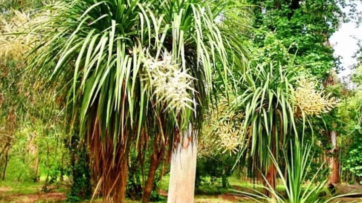 Необычное капустное дерево из Новой Зеландии зацвело в Сочи