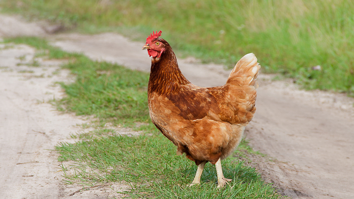 Власти наукограда Кольцово разрабатывают план для борьбы с ужасной вонью