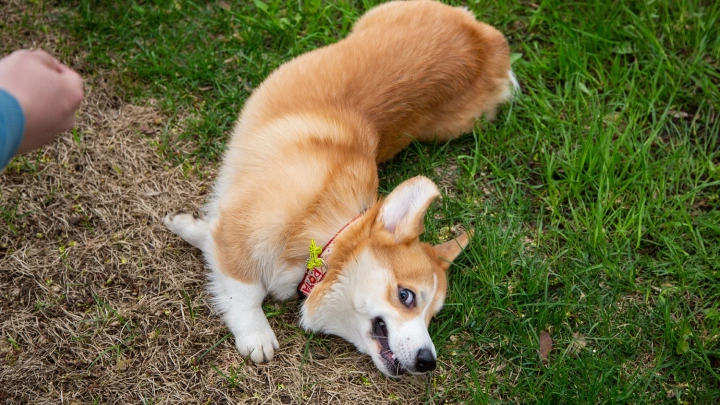 На выставке в Подмосковье из-за жары погибли около десяти собак
