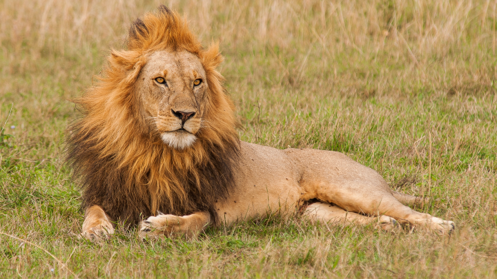 14-летний подросток стал жертвой льва в Кении по пути из школы