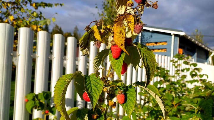 Народные приметы на 14 июля: что можно и нельзя делать в Летние Кузьминки