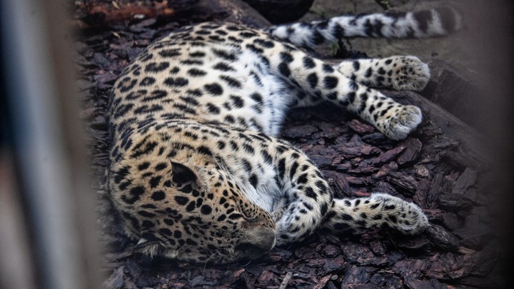 Фотограф из Германии сделал в Приморье уникальный снимок с неизвестным леопардом