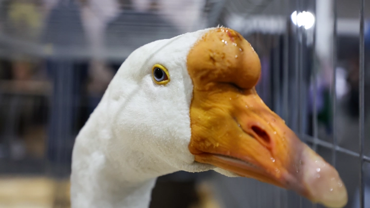 Отдай деньги бедным и перестань кормить гусей: Журналисты рассказали о странном звонке Вучича таинственному Владимиру