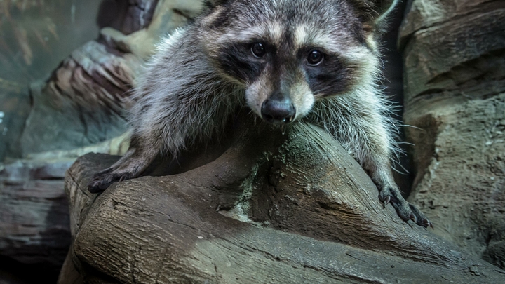 Житель Новороссийска убил енота, устроившего погром на крыше его дома