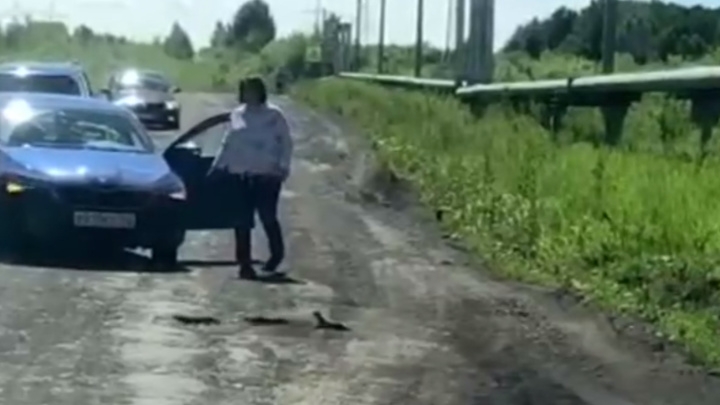 В Кузбассе мамаша с потомством умилила и остановила водителей