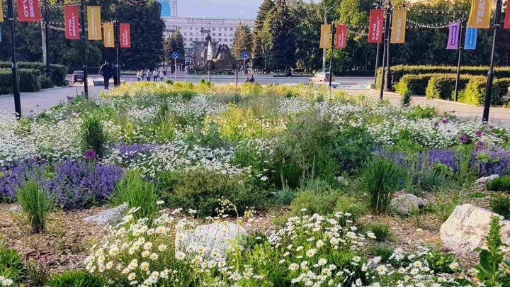 В центре Челябинска на цветочные клумбы потратили меньше на 3 млн рублей