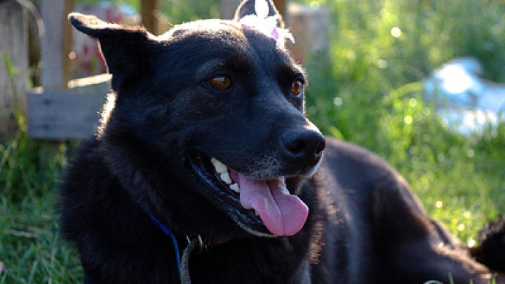 Овчарка по кличке Донбасс ценой жизни спасла шестерых солдат в зоне СВО