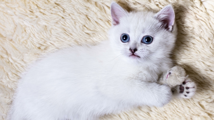 До 80% кошек - потенциальные носители коронавируса - ветеринар