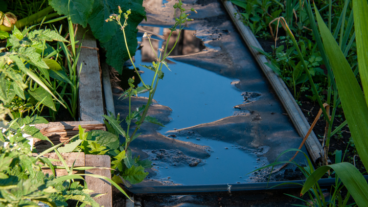 Народные приметы на 19 июня 2024: что можно и нельзя делать в день Лариона Пропольника