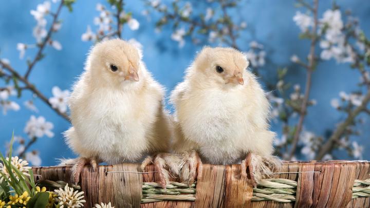 Помощь обернулась позором. Германия взялась спасать Россию от дефицита яиц - чиновники молчат