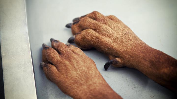 Повалил и начал душить: Гейдар оглы избил девушку в Москве за просьбу не травить её собаками