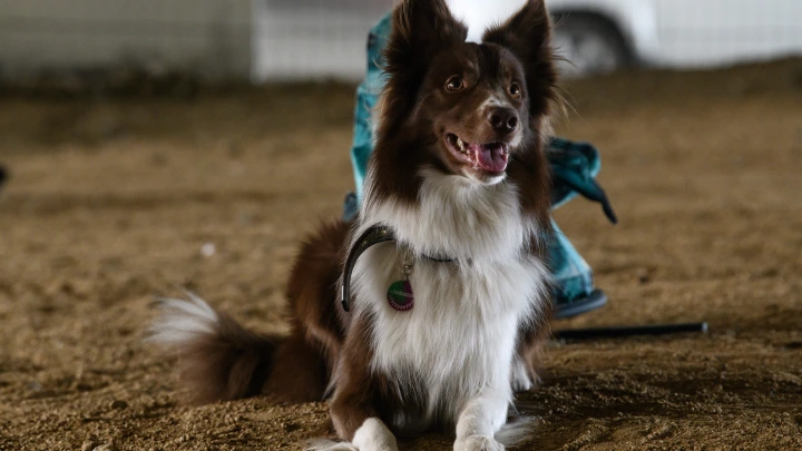 В Подмосковье поймали догхантера, сдававшего собак в корейские рестораны